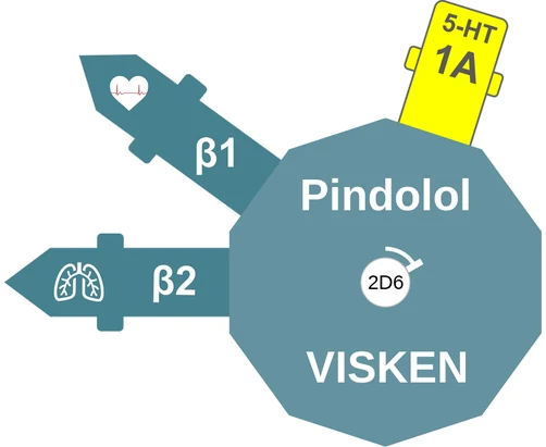 Pindolol ballicule: receptor binding, kinetics and half-life diagram