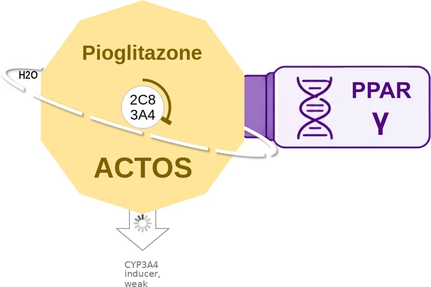 Pioglitazone ballicule — decagon mechanism diagram