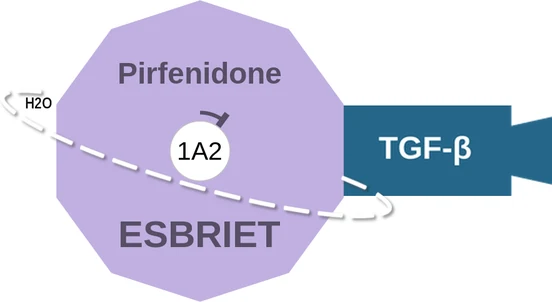 Pirfenidone ballicule: receptor binding, kinetics and half-life diagram