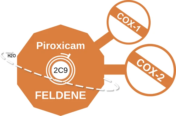 Piroxicam ballicule — decagon mechanism diagram
