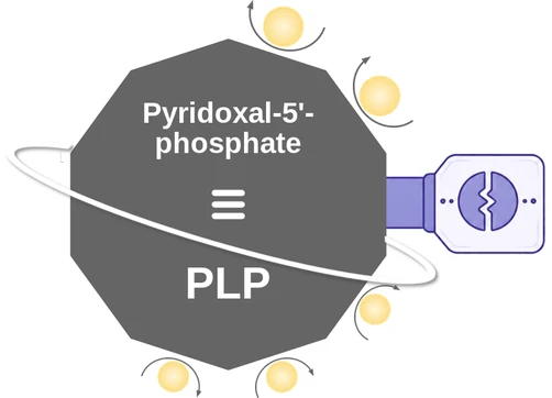 Pyridoxal-5'- phosphate ballicule: receptor binding, kinetics and half-life diagram