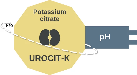 Potassium citrate ballicule: receptor binding, kinetics and half-life diagram