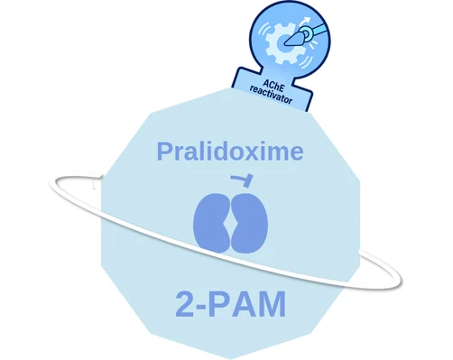 Pralidoxime ballicule: receptor binding, kinetics and half-life diagram