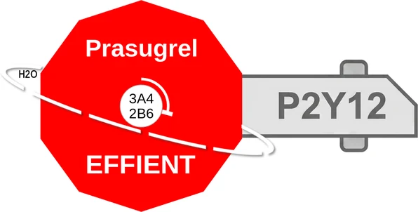 Prasugrel ballicule: receptor binding, kinetics and half-life diagram