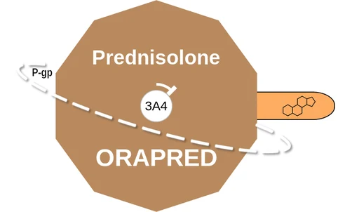 Prednisolone ballicule: receptor binding, kinetics and half-life diagram