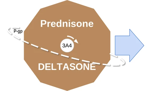 Prednisone ballicule — decagon mechanism diagram