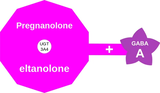 Pregnanolone ballicule: receptor binding, kinetics and half-life diagram