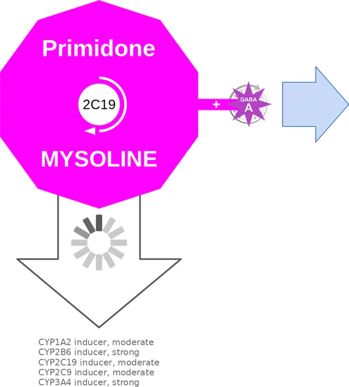 Primidone ballicule — decagon mechanism diagram
