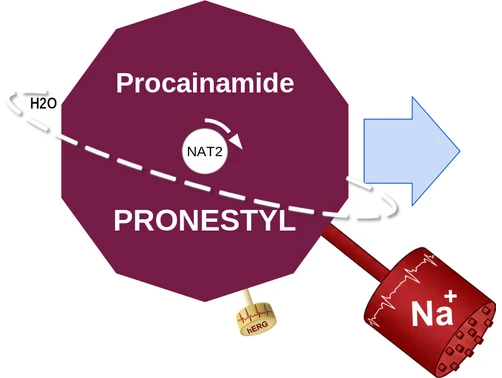 Procainamide ballicule: receptor binding, kinetics and half-life diagram