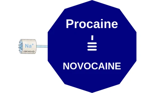 Procaine ballicule: receptor binding, kinetics and half-life diagram