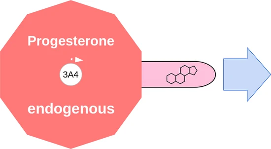 Progesterone ballicule — decagon mechanism diagram
