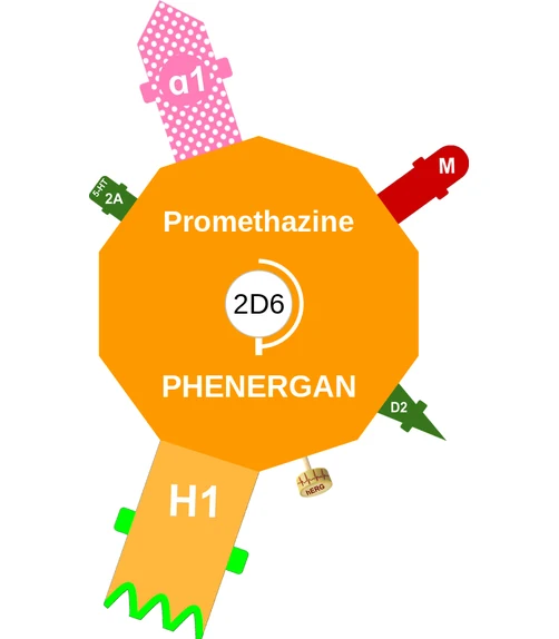 Promethazine ballicule: receptor binding, kinetics and half-life diagram