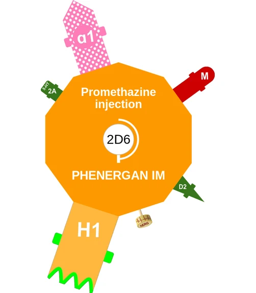 Promethazine injection ballicule: receptor binding, kinetics and half-life diagram