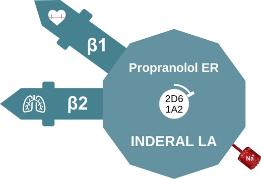 Propranolol ER ballicule: receptor binding, kinetics and half-life diagram