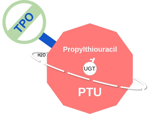 Propylthiouracil ballicule — decagon mechanism diagram