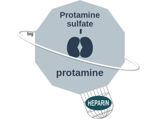 Protamine sulfate ballicule: receptor binding, kinetics and half-life diagram