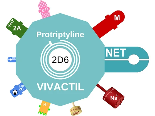 Protriptyline ballicule: receptor binding, kinetics and half-life diagram