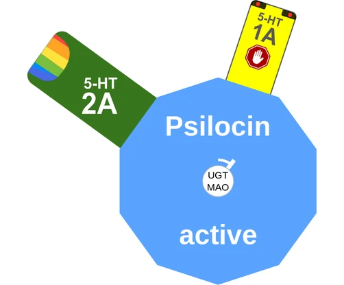 Psilocin ballicule: receptor binding, kinetics and half-life diagram