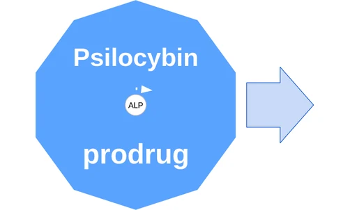 Psilocybin ballicule — decagon mechanism diagram