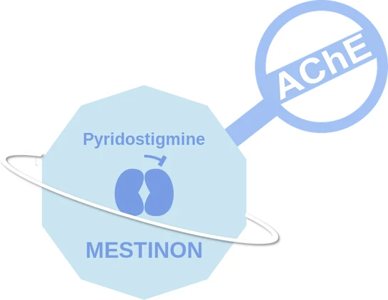 Pyridostigmine ballicule — decagon mechanism diagram