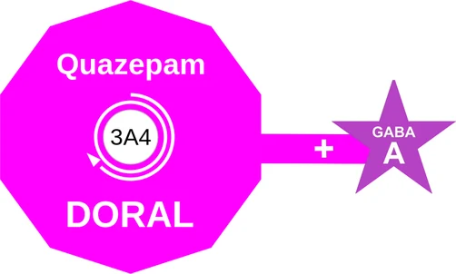 Quazepam ballicule: receptor binding, kinetics and half-life diagram