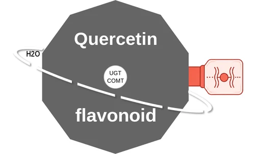 Quercetin ballicule: receptor binding, kinetics and half-life diagram
