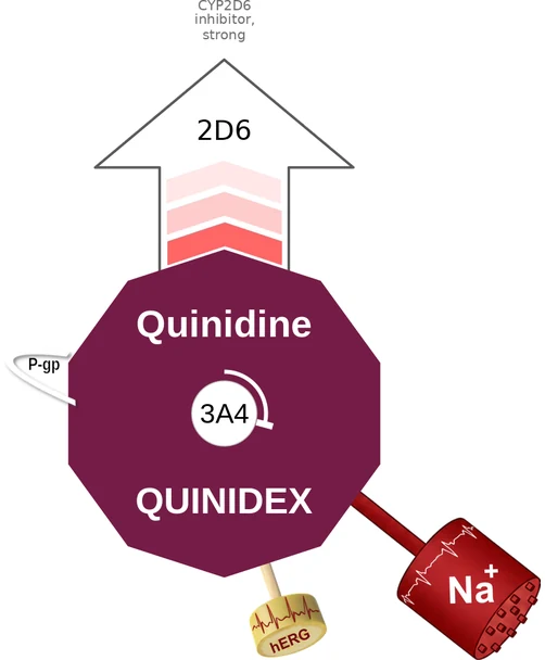 Quinidine ballicule: receptor binding, kinetics and half-life diagram