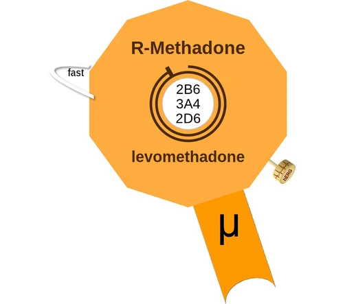 R-Methadone ballicule: receptor binding, kinetics and half-life diagram