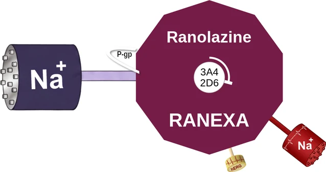 Ranolazine ballicule: receptor binding, kinetics and half-life diagram