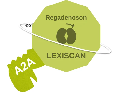 Regadenoson ballicule: receptor binding, kinetics and half-life diagram
