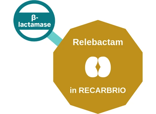 Relebactam ballicule: receptor binding, kinetics and half-life diagram