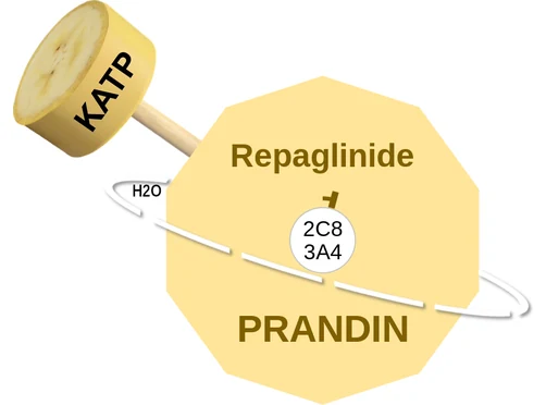 Repaglinide ballicule: receptor binding, kinetics and half-life diagram