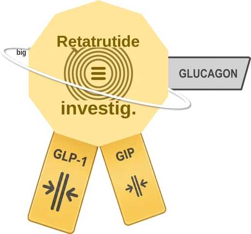 Retatrutide ballicule: receptor binding, kinetics and half-life diagram