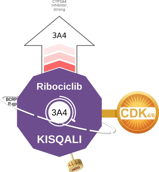 Ribociclib ballicule: receptor binding, kinetics and half-life diagram