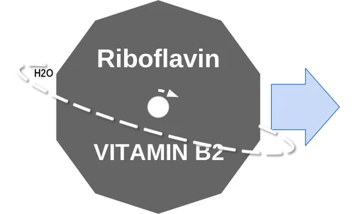 Riboflavin ballicule: receptor binding, kinetics and half-life diagram
