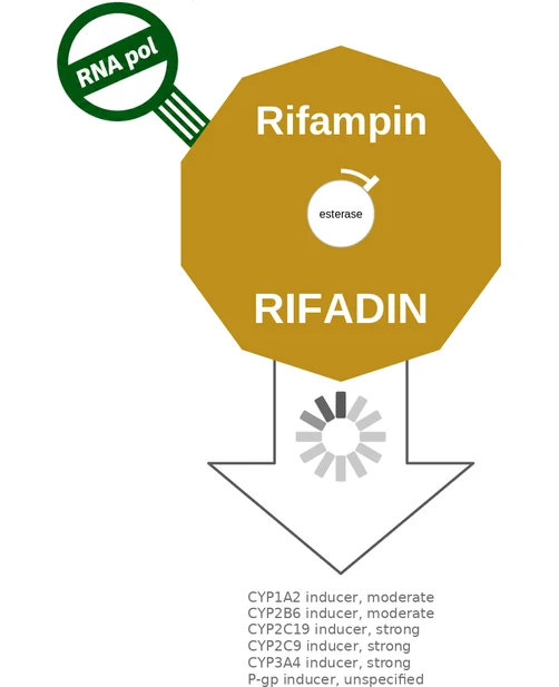 Rifampin ballicule — decagon mechanism diagram
