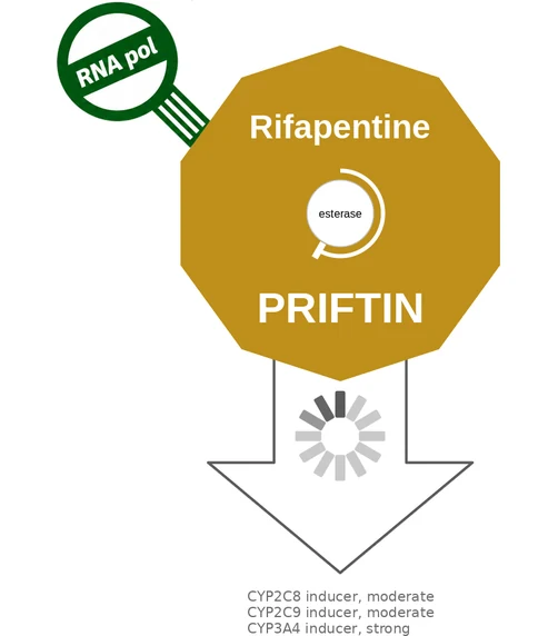 Rifapentine ballicule — decagon mechanism diagram