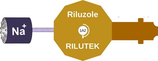 Riluzole ballicule: receptor binding, kinetics and half-life diagram