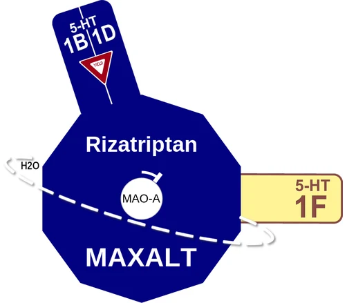 Rizatriptan ballicule: receptor binding, kinetics and half-life diagram