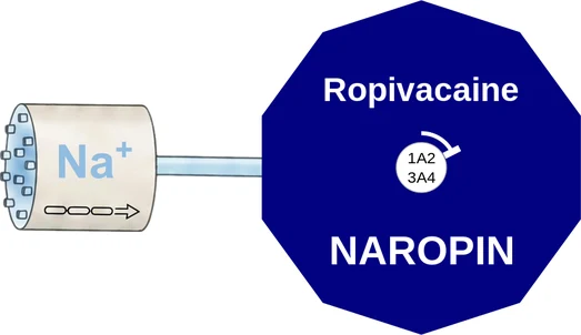 Ropivacaine ballicule — decagon mechanism diagram