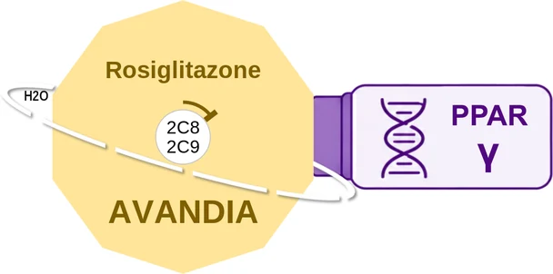 Rosiglitazone ballicule — decagon mechanism diagram