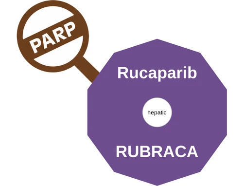 Rucaparib ballicule: receptor binding, kinetics and half-life diagram