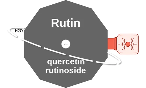 Rutin ballicule: receptor binding, kinetics and half-life diagram