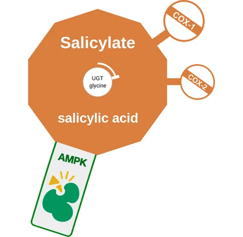 Salicylate ballicule — decagon mechanism diagram