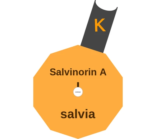 Salvinorin A ballicule: receptor binding, kinetics and half-life diagram