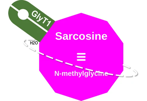 Sarcosine ballicule: receptor binding, kinetics and half-life diagram