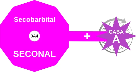 Secobarbital ballicule: receptor binding, kinetics and half-life diagram