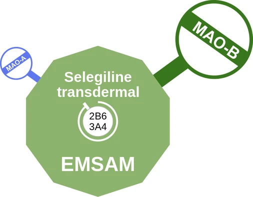 Selegiline transdermal ballicule: receptor binding, kinetics and half-life diagram