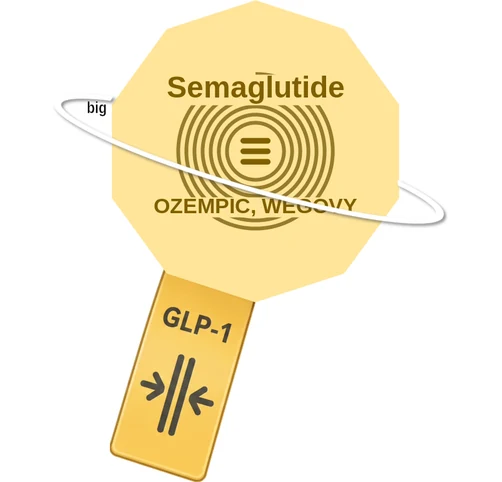 Semaglutide ballicule: receptor binding, kinetics and half-life diagram