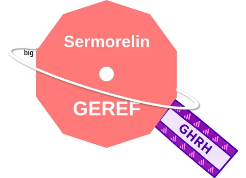 Sermorelin ballicule: receptor binding, kinetics and half-life diagram